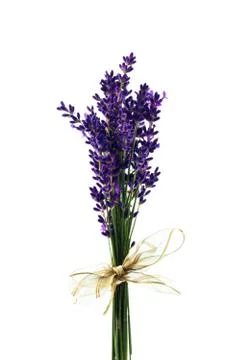 Lavender on a white background Stock Photos