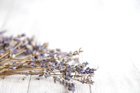 Lavender on a white background Stock Photos