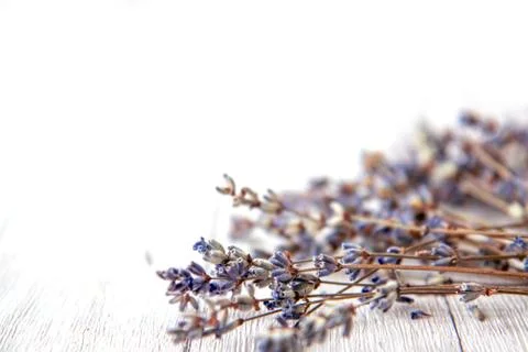 Lavender on a white background Stock Photos