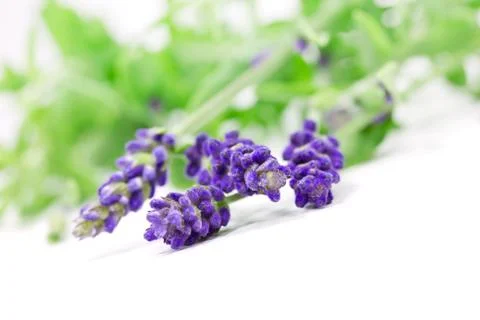 Lavender on white Stock Photos