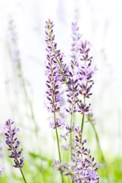 Lavender on white Stock Photos