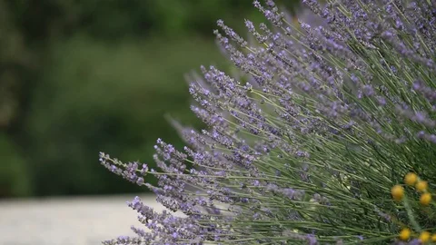 Lavender in the wind Stock Footage 107825982