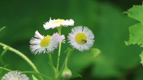 Lavender &amp; yellow flowers with bugs ECU Stock Footage 11268065