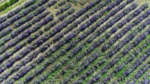 Lavender1 Stock Footage 91611547