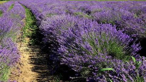 Lavender11 動画素材 91612033