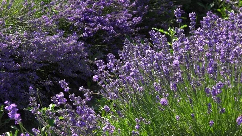 Lavender2 Stock Footage 91611606