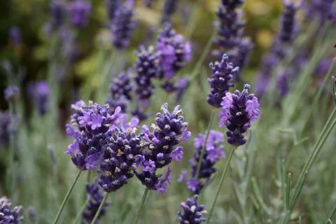 Lavender2 Stock Photos