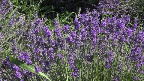 Lavender3 動画素材 91611488