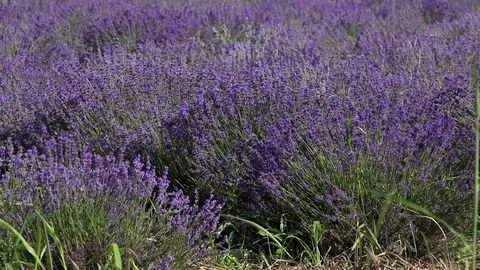 Lavender4 Video stock 91611499