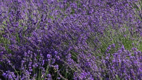 Lavender5 Stock Footage 91611519