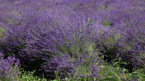 Lavender6 Stock Footage 91611766