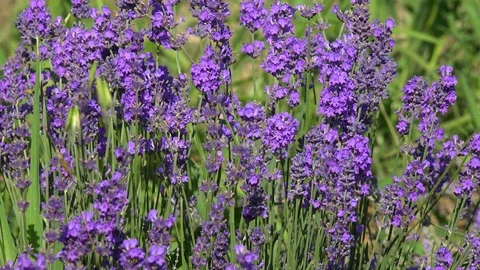 Lavender8 動画素材 91611759