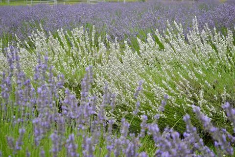 Lavender871 Stock Photos