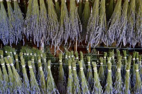 LavenderDrying Stock Photos