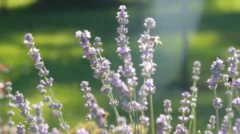 Lavenders and bee Stock Footage