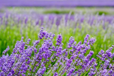 Lavenders Close Up View Stock Photos
