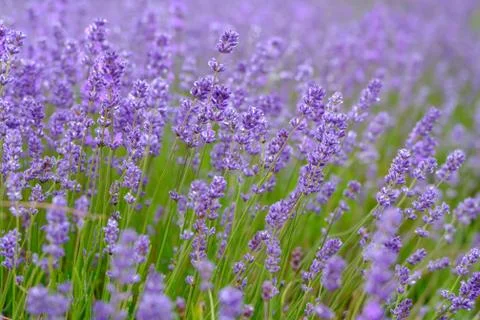 Lavenders Close Up View Stock Photos