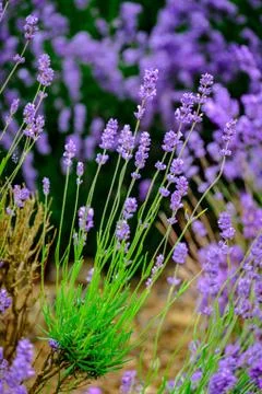 Lavenders Close Up View Stock Photos