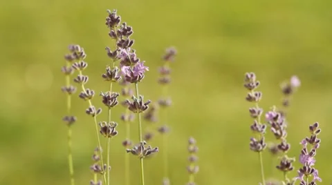 Lavenders in a field Stock Footage 8664844