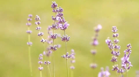 Lavenders in a field Video stock 8832509