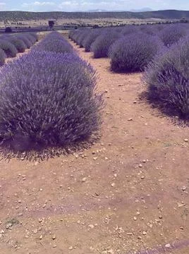 Lavender’s fields 写真素材