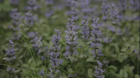 Lavenders in Spring Stock Footage