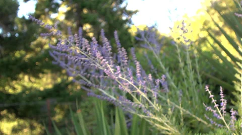 Lavenders Through A Breeze Stock Footage 36839968