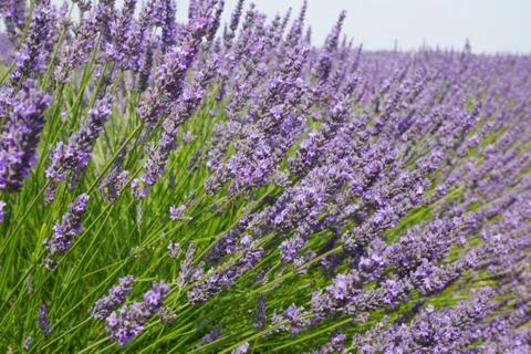 Lavendula Fotos Stock