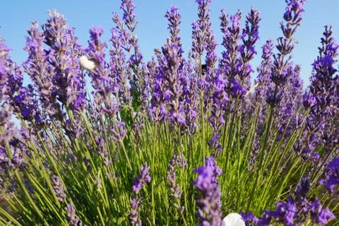 Lavendula Stock Photos