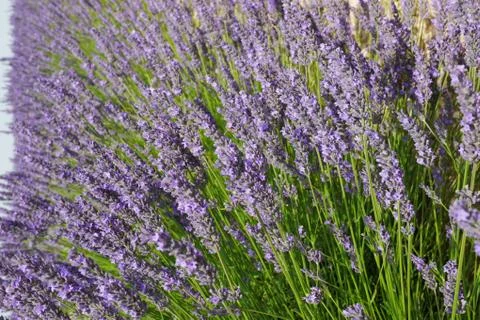 Lavendula Fotos Stock