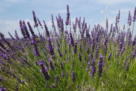 Lavendula Fotos Stock