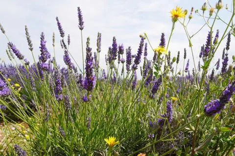 Lavendula Stock Photos
