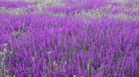 Lavener field Stock Footage 12180055