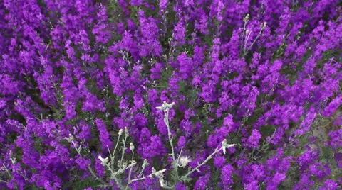 Lavener field Video stock 12224616