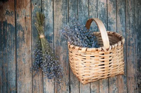 Laventedr Stock Photos