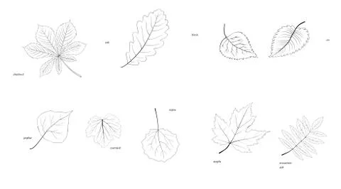 Laves of trees Illustrazione stock