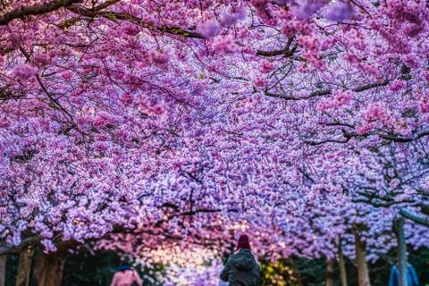 Lavish pink cherry blossoms pattern with people admiring the cherry alley way Stock Photos