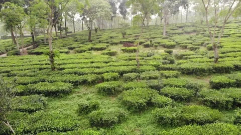 Lawang Malang East Java - Terraced Highland Tea Farm &amp; Gardens - Crab Right Vídeos de archivo 222025496