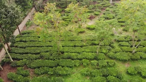 Lawang Malang East Java - Terraced Highland Tea Farm &amp; Gardens - Crab Right Vídeos de archivo 222025526