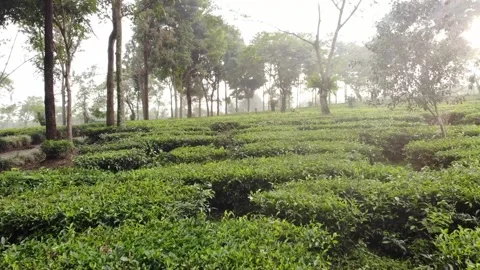 Lawang Malang East Java - Terraced Highland Tea Farm &amp; Gardens - Dolly Vídeos de archivo 222025666