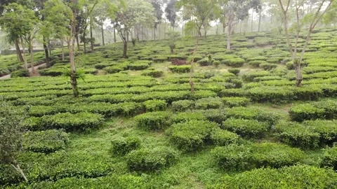 Lawang Malang East Java - Terraced Highland Tea Farm &amp; Gardens - Dolly Out 動画素材 222025696