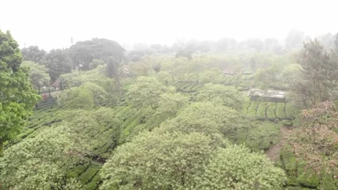Lawang Malang East Java - Terraced Highland Tea Farm &amp; Gardens - Aerial Shot Vídeos de archivo 222025721