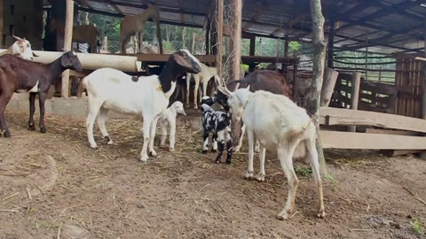 Lawless goats Stock Footage 168482184