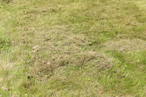 Lawn after dethatching in spring Stock Photos