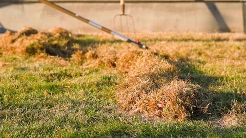 Lawn after raking with dry grass piles and rake at sunset Vídeo Stock 337544928
