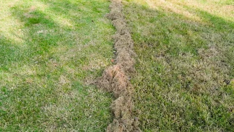 Lawn after winter maintenance. Brushing the grass from dry dead grass Stock Footage 314361024