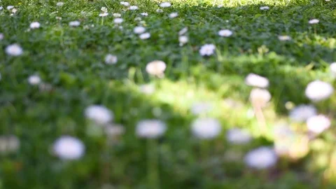 Lawn and daisies Video stock 108941453