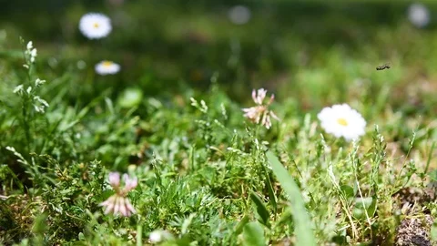 Lawn and daisies Stock Footage 108944053