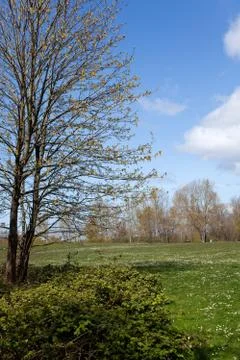 Lawn and Tree Stock Photos