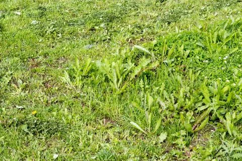 Lawn area Foto stock